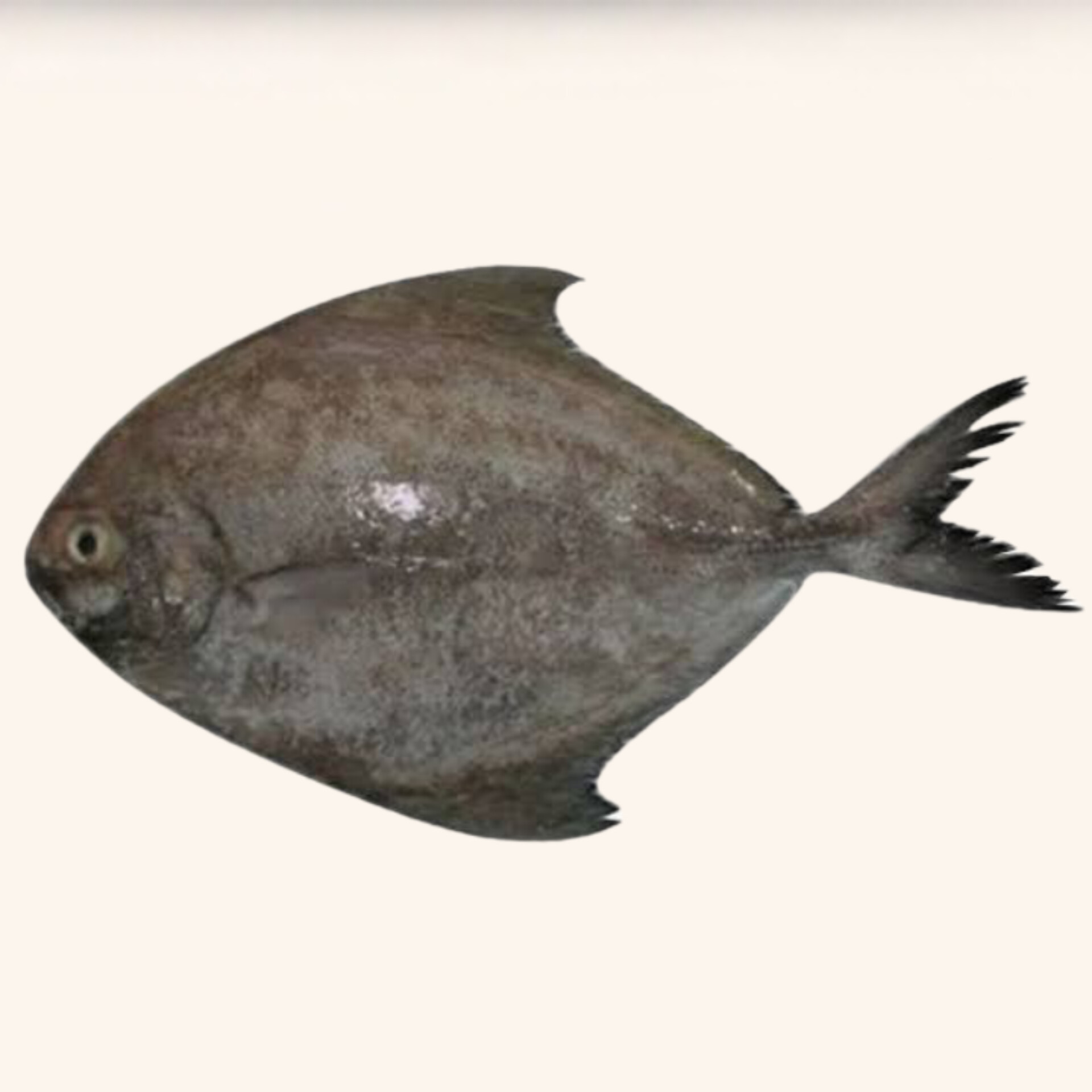 Black Rupchanda-কালো রুপ চাঁদা। প্রতি কেজিতে ৩/৪পিস