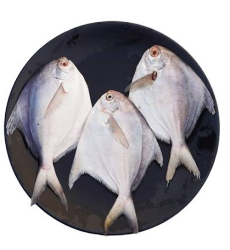 Rupchada fish-রুপ চাঁদা মাছ। প্রতি কেজিতে ১০পিস।