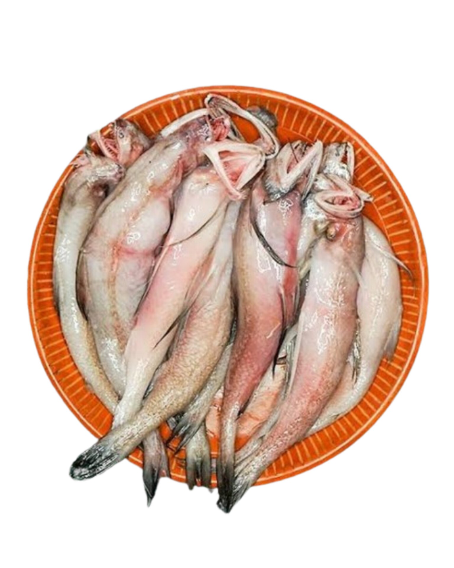 Loitta fish-লইট্যা মাছ