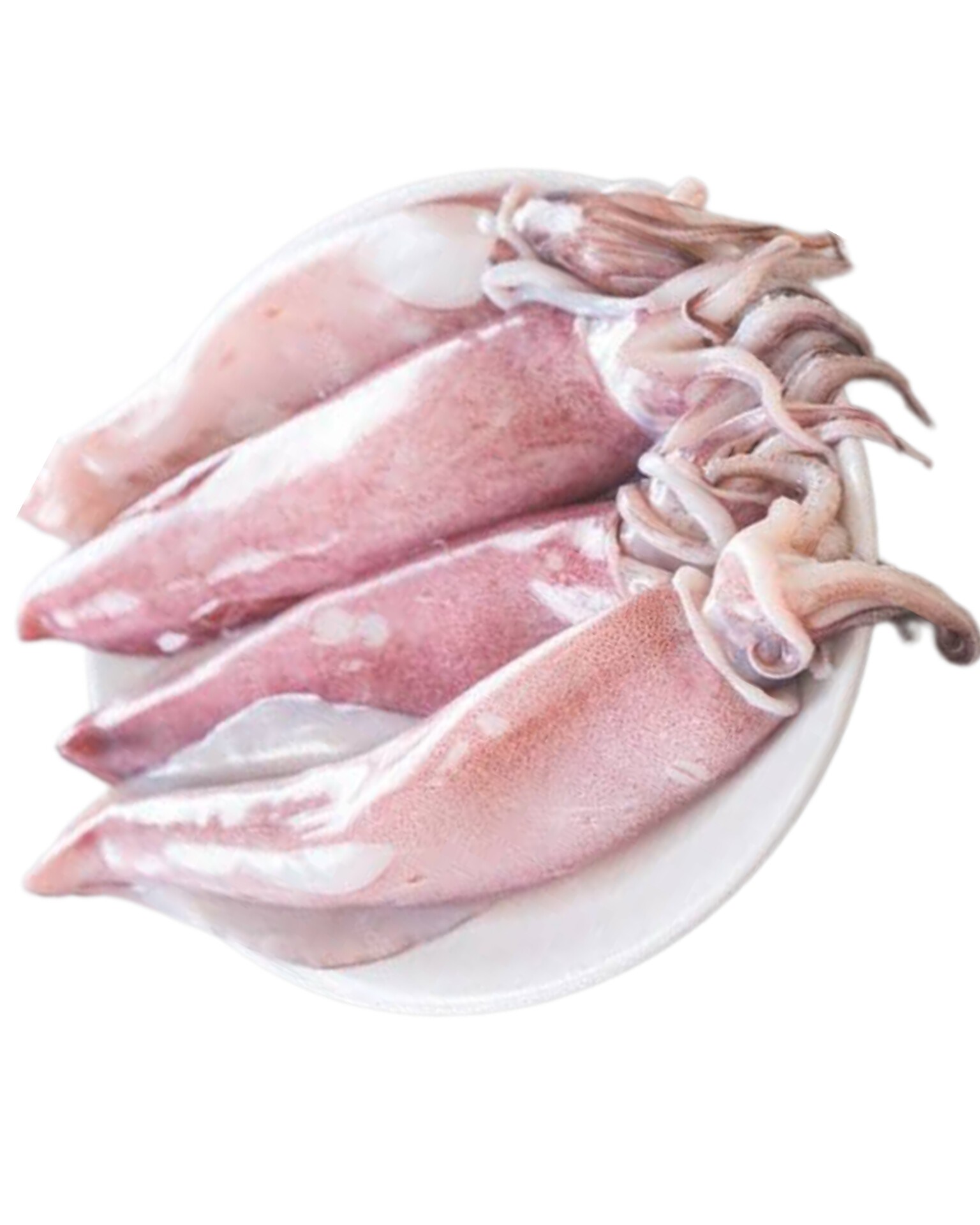 Squid Non process (নন প্রসেস স্কুইড)